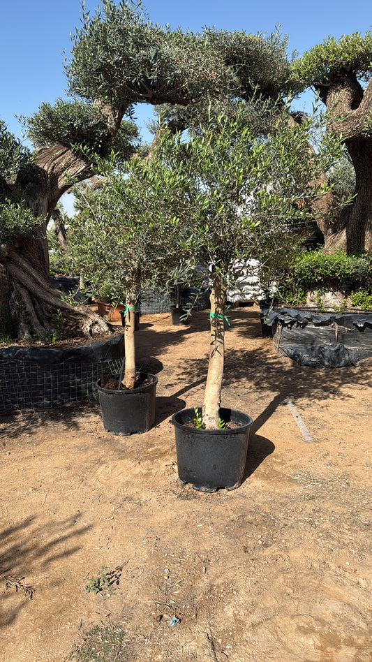🌿 Mature Potted Olive Trees – Mediterranean Elegance for Your Garden
