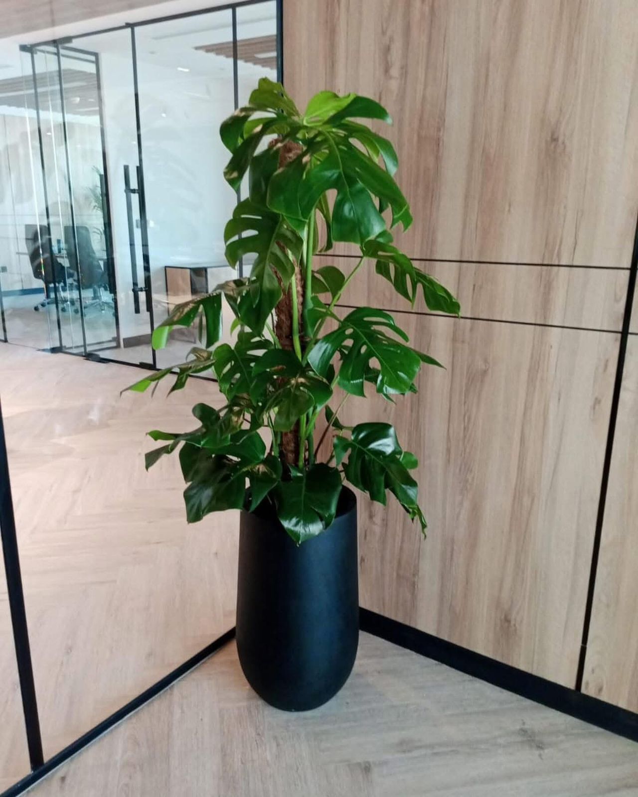 🌿 Monstera Deliciosa Floor Plant – Luxury Indoor Statement Greenery