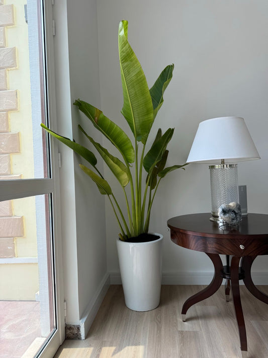 🌿Bird of Paradise (Strelitzia) – Elegant Tall Indoor Plant in Designer Pot