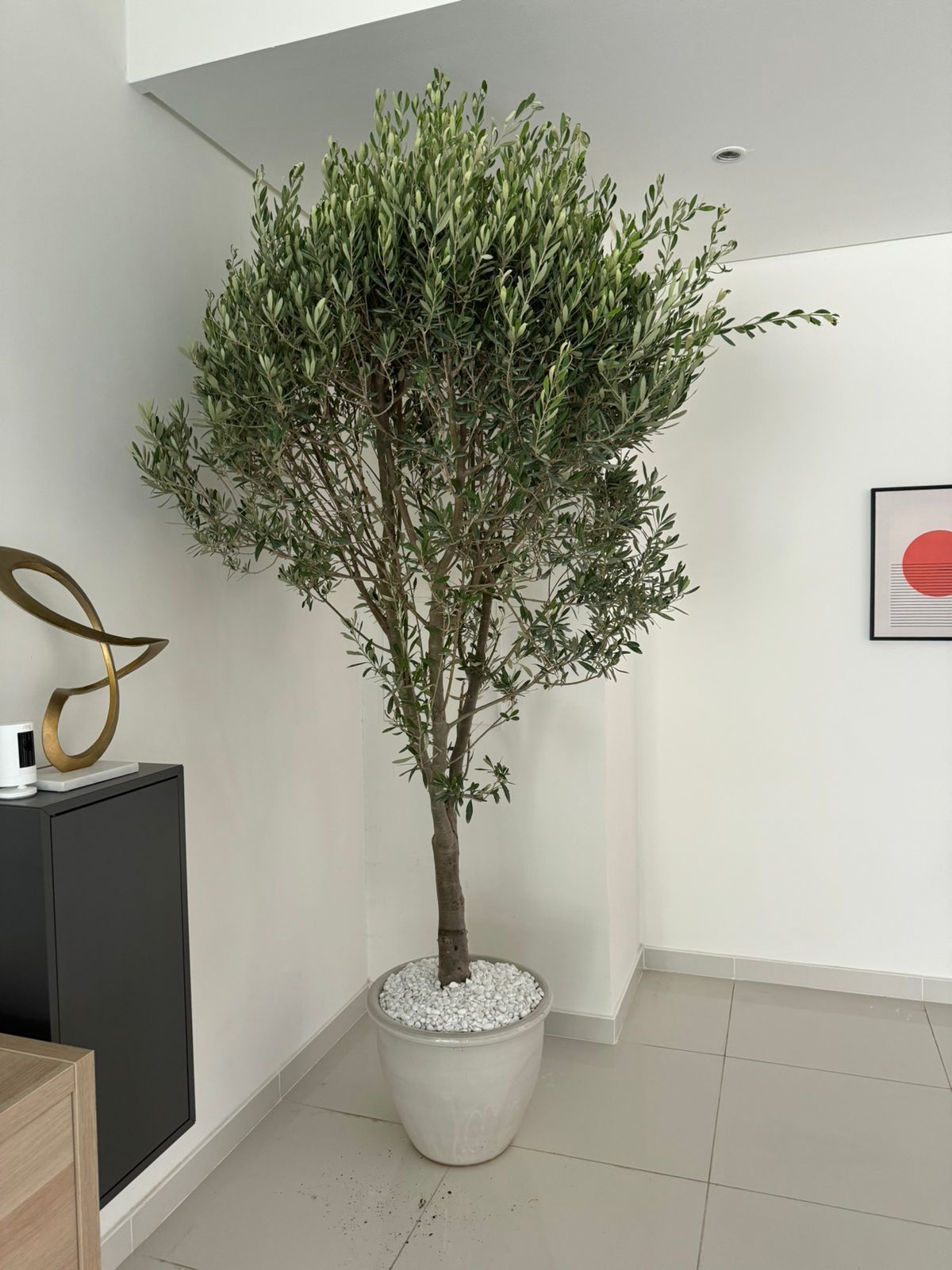 🌿Indoor Olive Tree (Olea Europaea) – Elegant Mediterranean Potted Tree