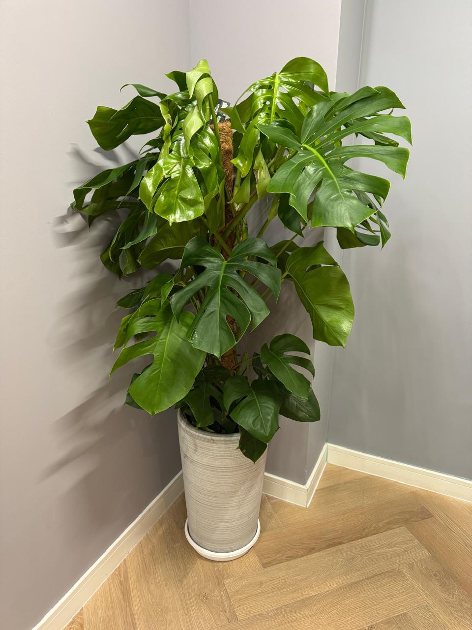 🌿Monstera Deliciosa (Swiss Cheese Plant) – Luxury Indoor Statement Plant with Designer Pot