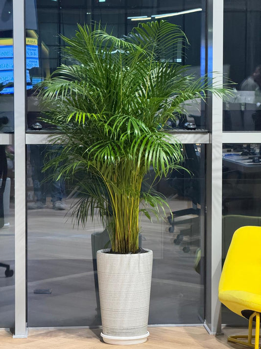 🌴Areca Palm (Golden Cane Palm) – Elegant Indoor Air-Purifying Plant in Premium Pot