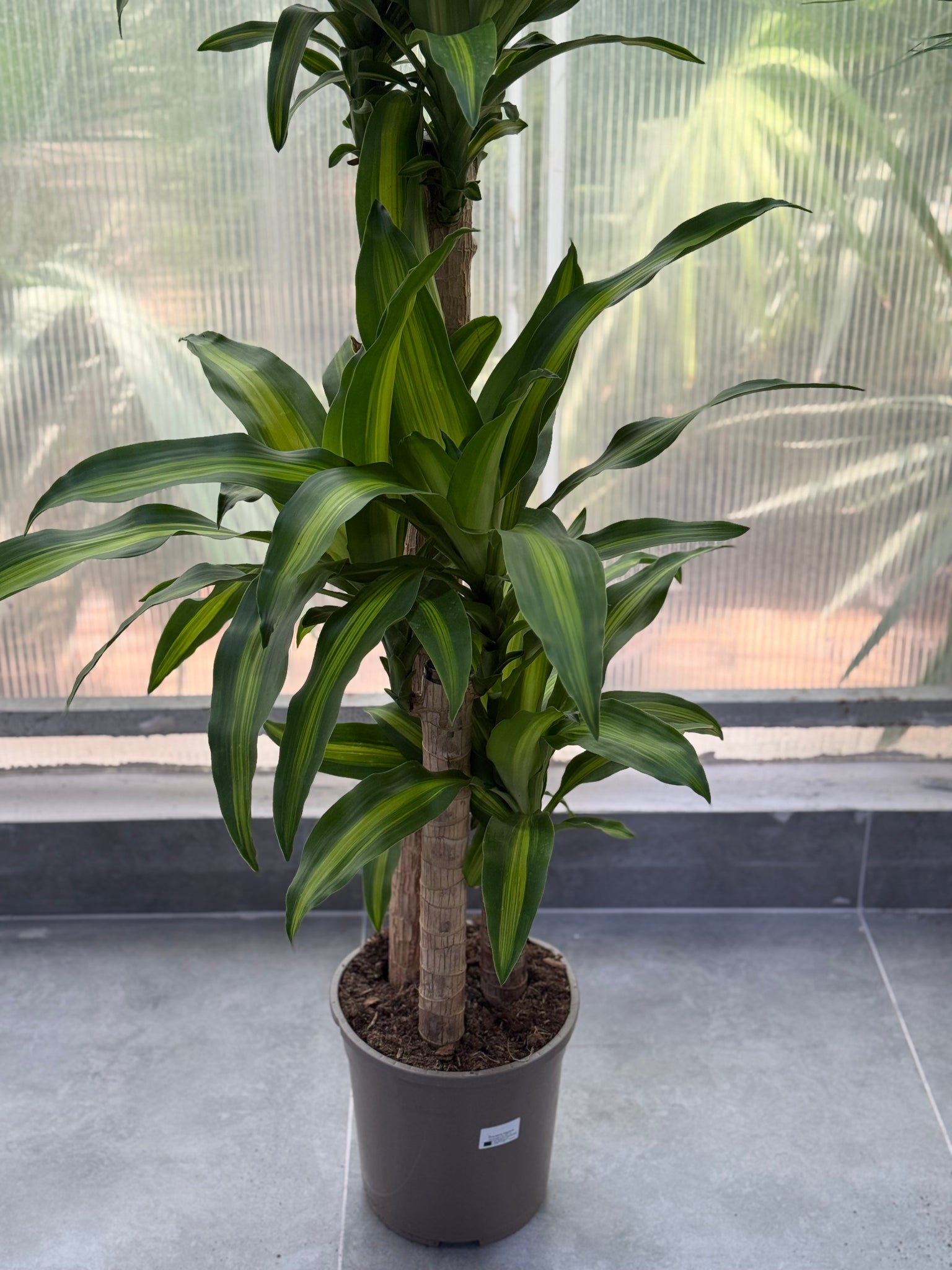 Draceana Fragrans Holland plant