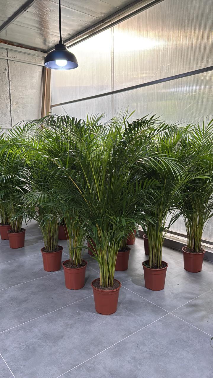 🌿Areca Palm (Golden Cane Palm) – Lush Indoor & Outdoor Air-Purifying Plant