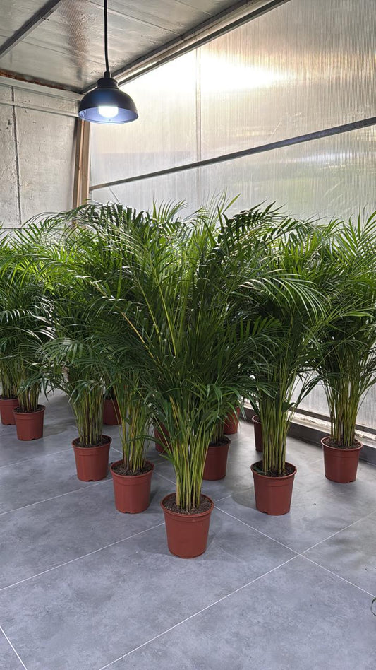 🌿Areca Palm (Golden Cane Palm) – Lush Indoor & Outdoor Air-Purifying Plant