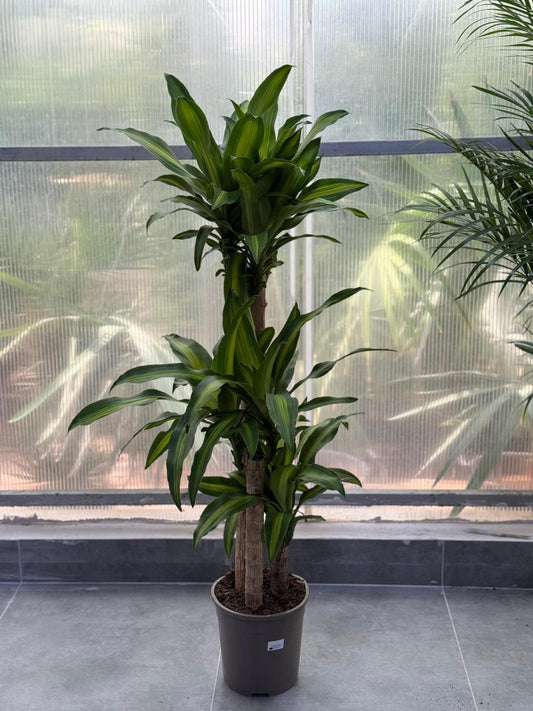 🌿Dracaena Mass Cane Plant – Elegant Indoor Air-Purifying Floor Plant