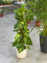 Bundle of 3 Holland plants with pots