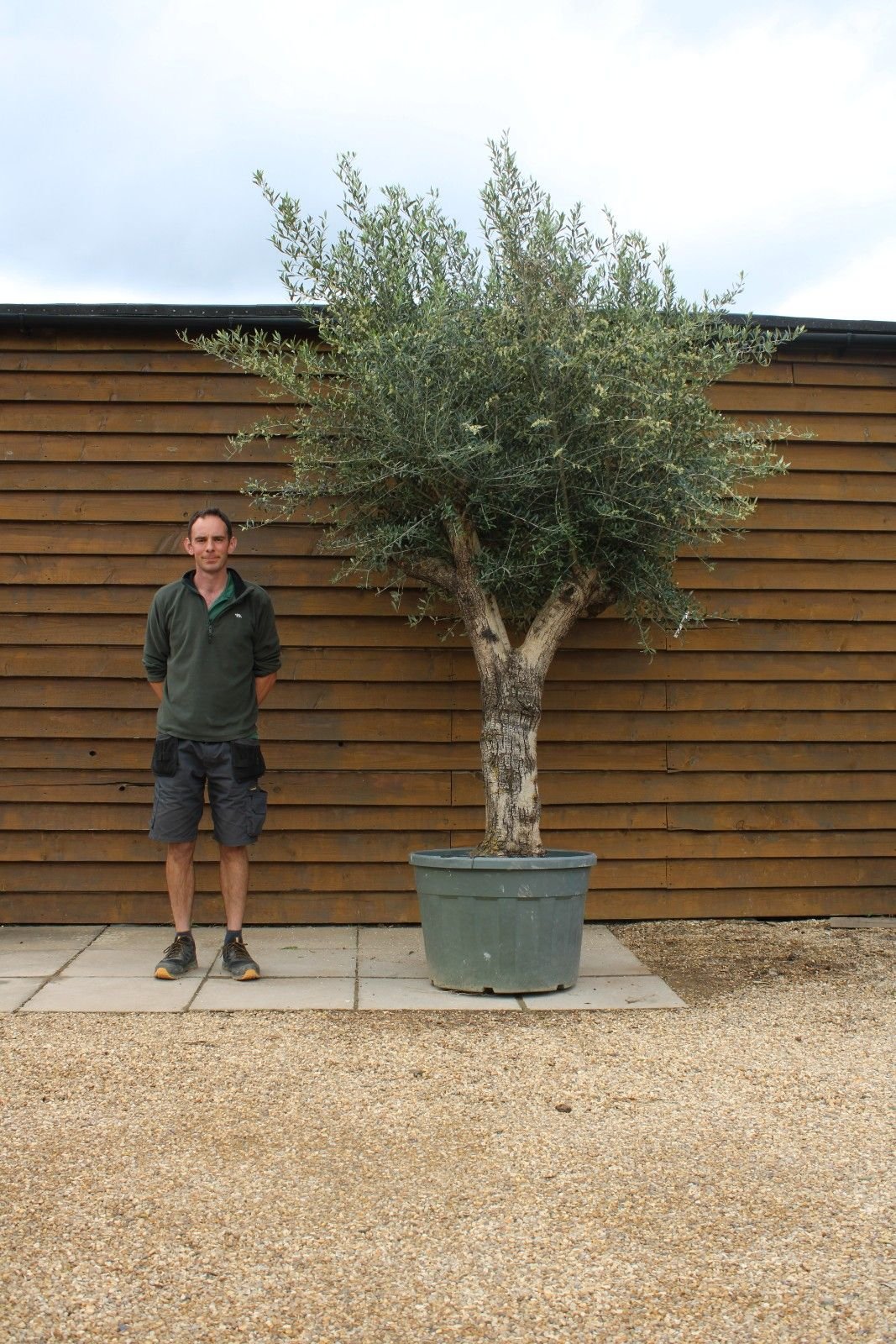 Giant olive 3 meter tall