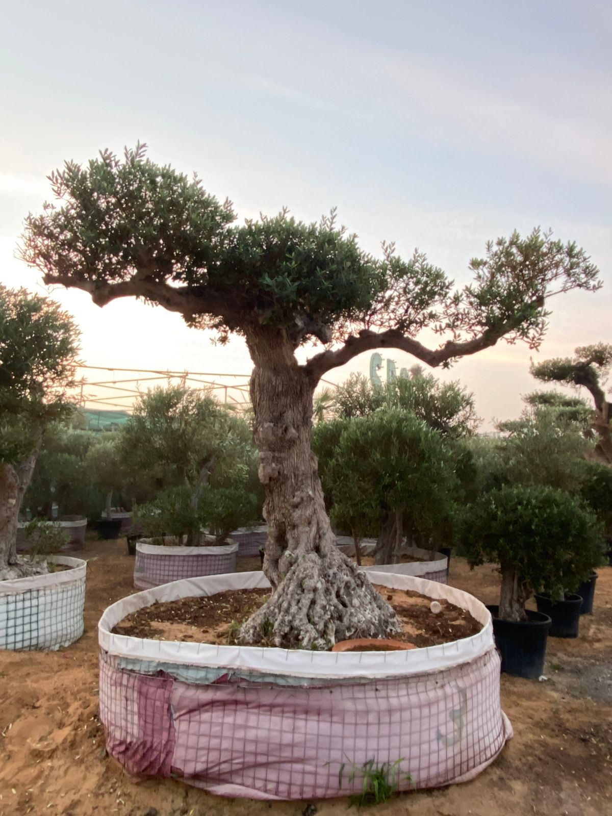 Large potted olive tree in an outdoor setting with other trees in the background.