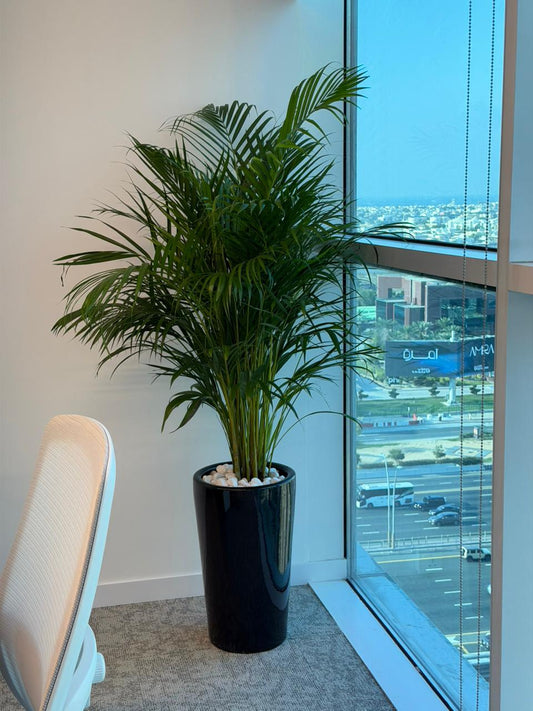  Areca Palm (Dypsis lutescens) – Elegant Indoor Palm for Home & Office
