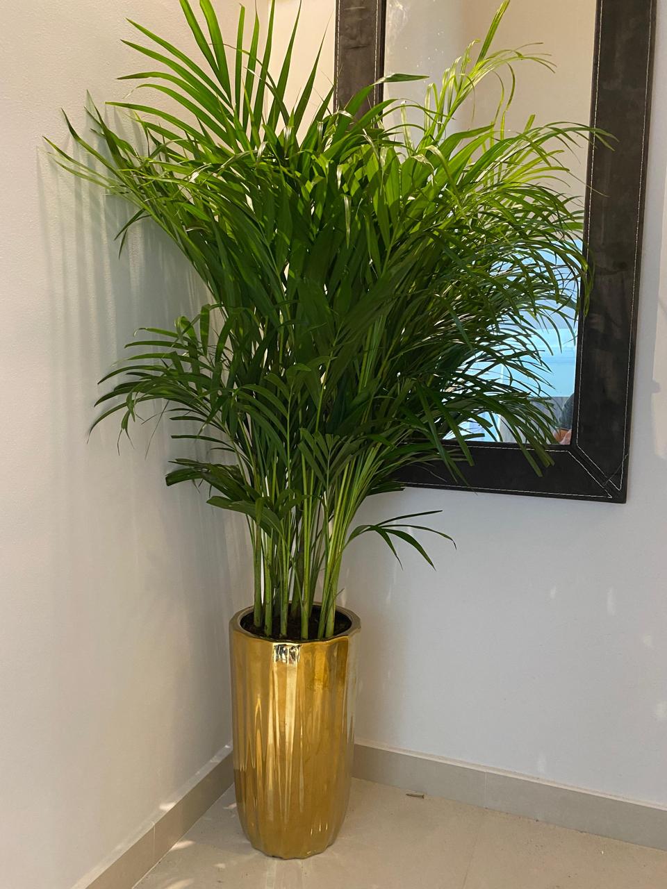 Tall green plant in a gold pot against a light-colored wall with a mirror.