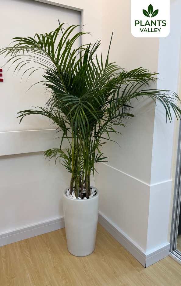 Areca Palm with Decorative Pot & Stones