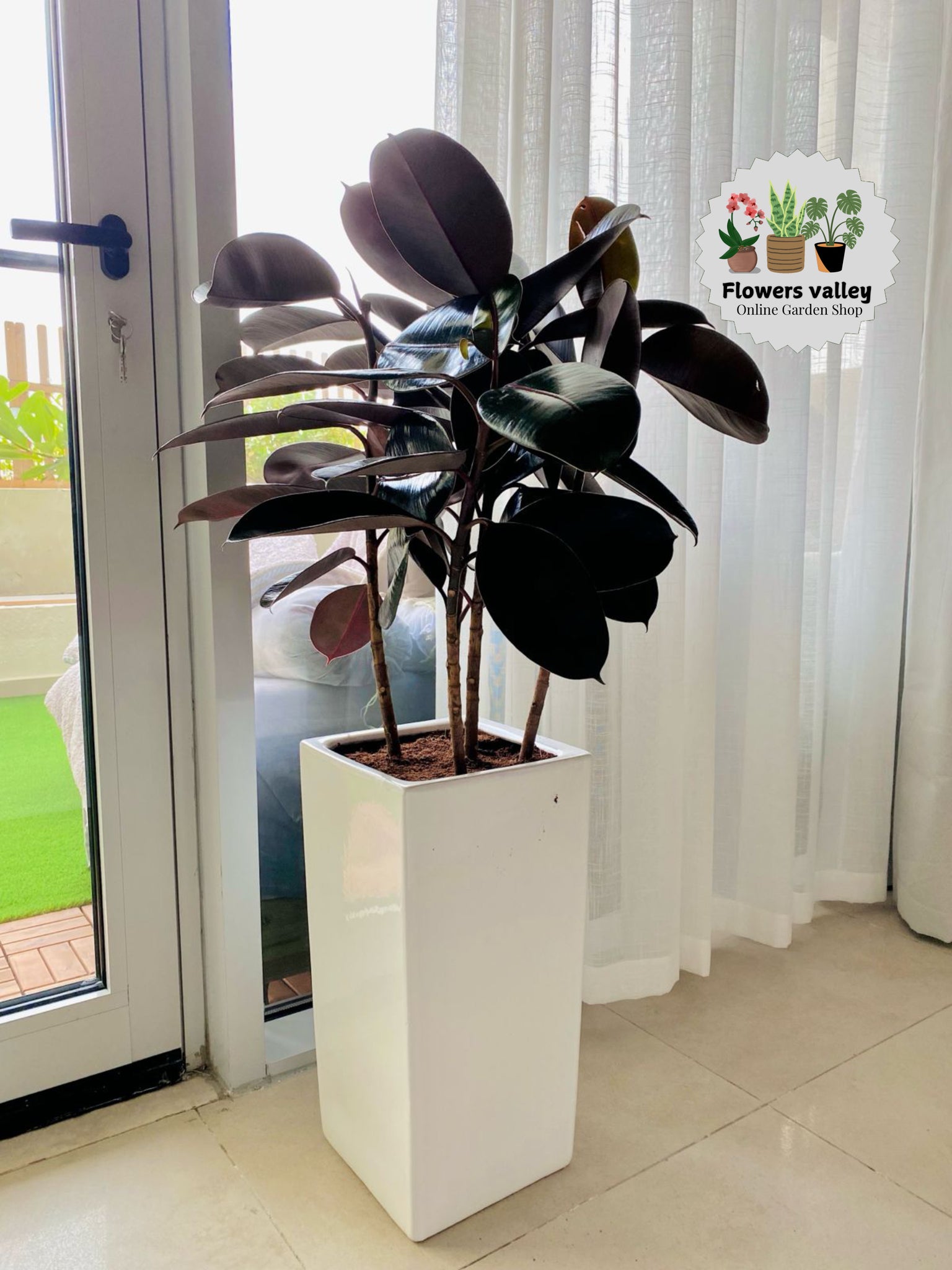 Rubber plant with long white ceramic pot
