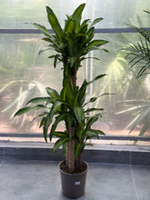 Draceana Fragrans Holland plant