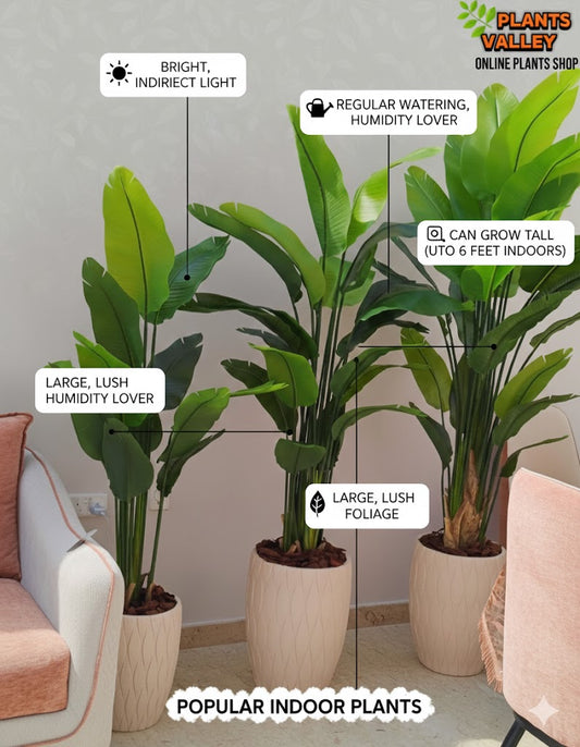 Three large indoor plants in pots with care instructions on a neutral background