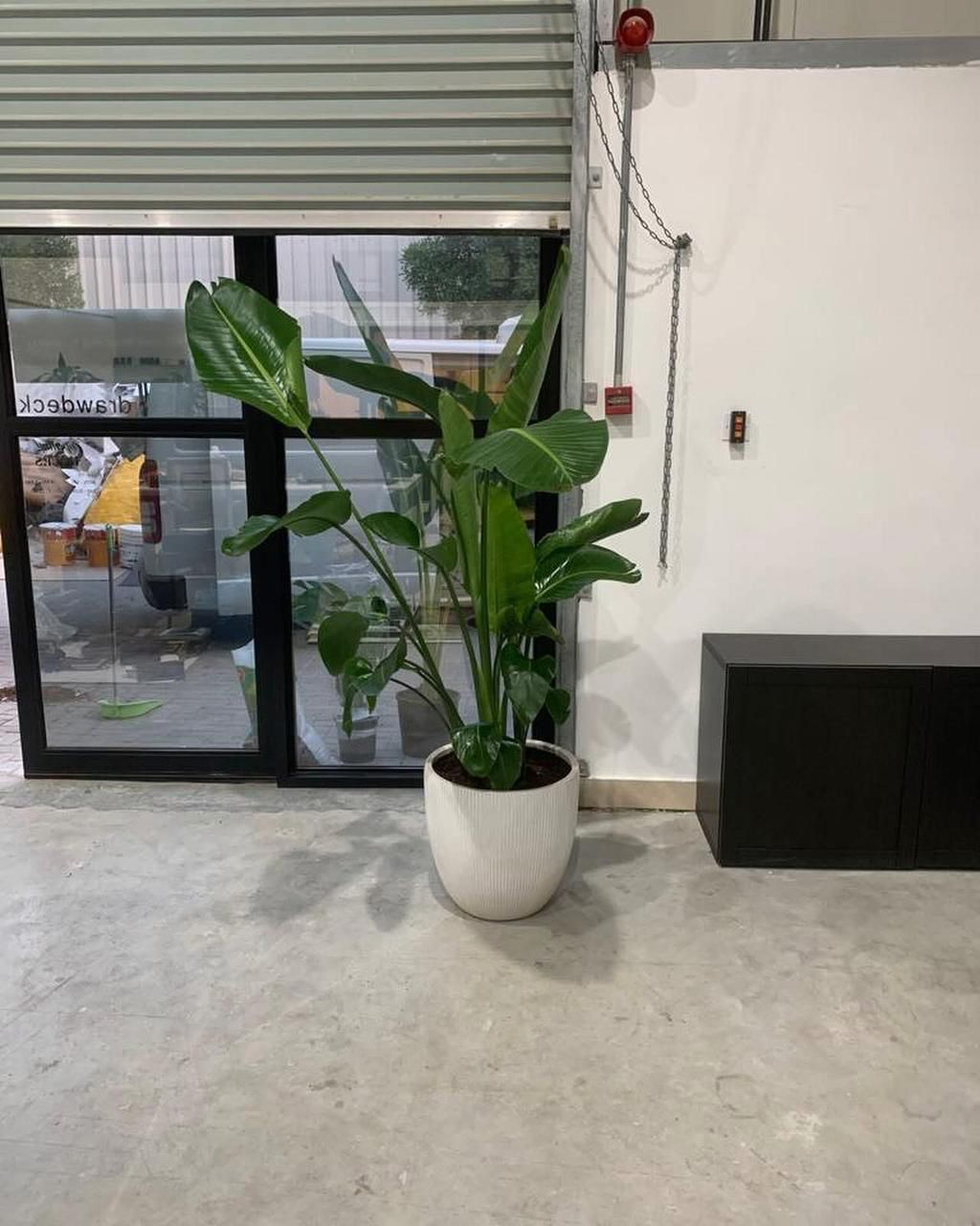 Potted plant in a room with a window and wall.