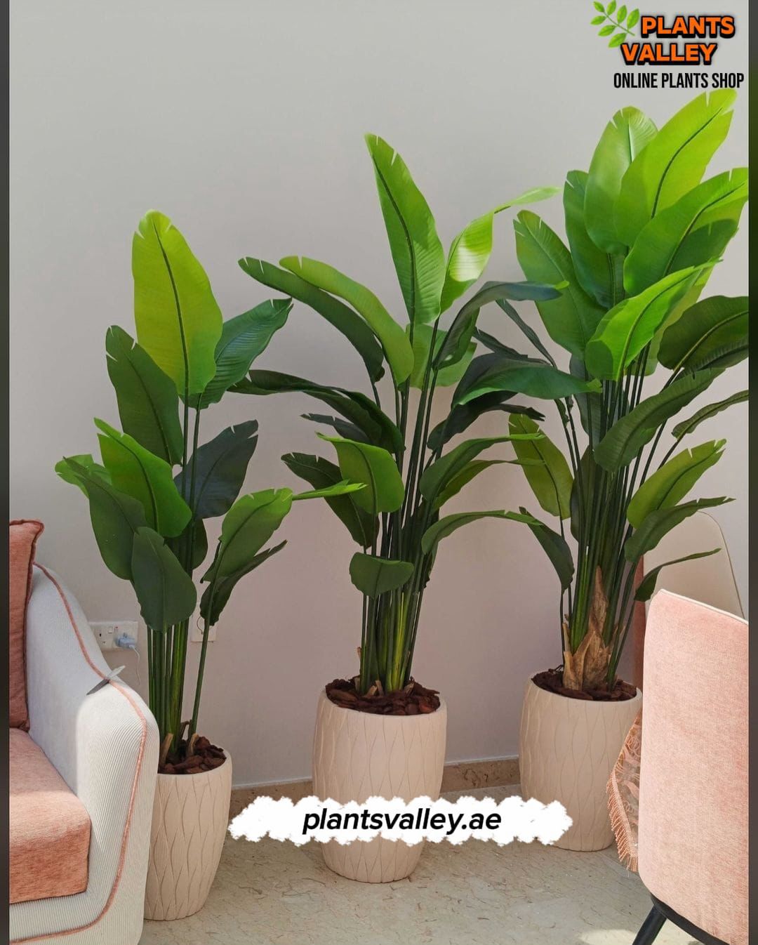 Three potted plants in a living room setting with 'Plants Valley' branding.