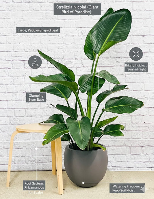  Bird of Paradise (Strelitzia) – Luxury Indoor Statement Plant in Elegant Pot infographics