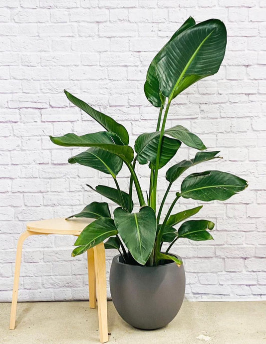 Bird of Paradise (Strelitzia) – Luxury Indoor Statement Plant in Elegant Pot