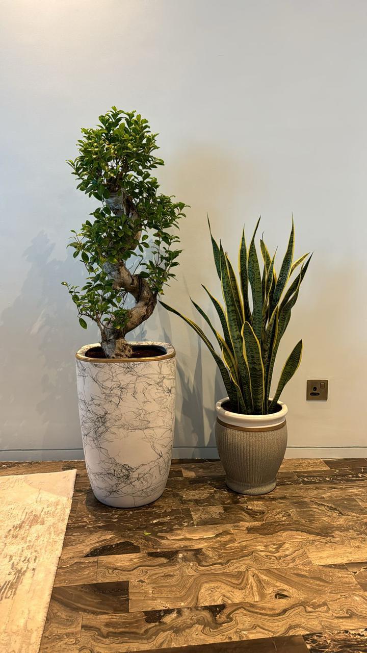 Bonsai Ficus & Snake Plant Combo – Premium Indoor Plant Set