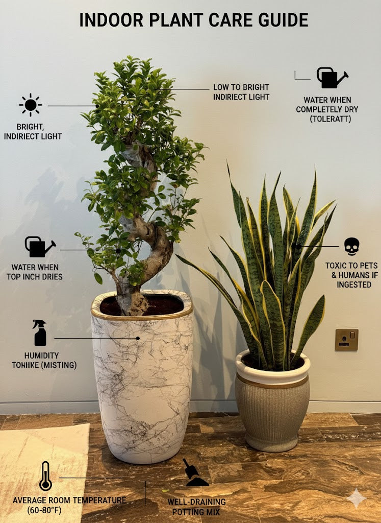 Indoor plant care guide with two potted plants on a wooden surface.