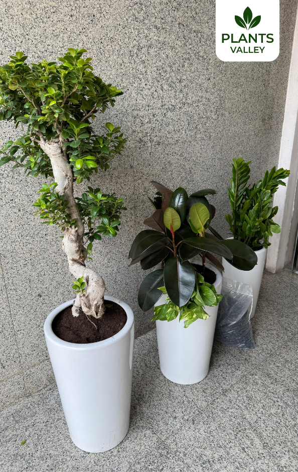 Bundle of 3 Indoor Plants for Office