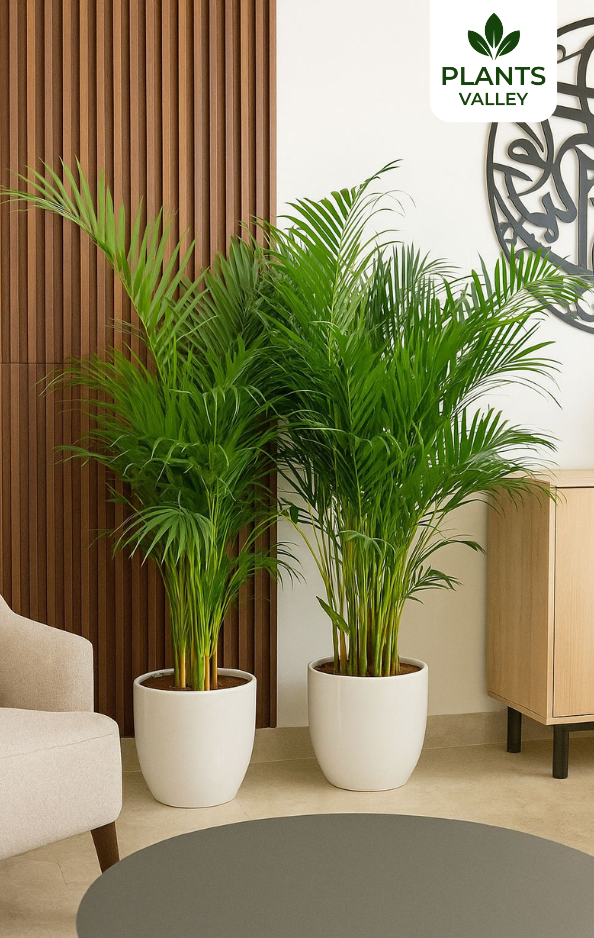 Bundle of Two Areca Palms with Pots
