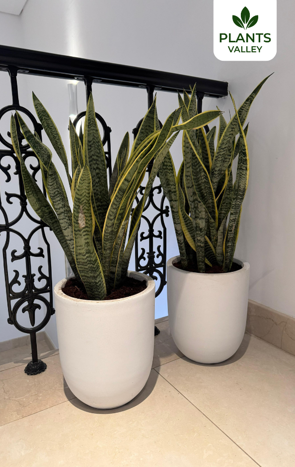 Bundle of Two Snake Plants with Pots