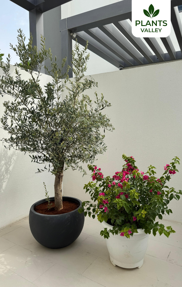 Bundle of Two Plants – Olive Plant and Bougainvillea in Large Cosmo Pot