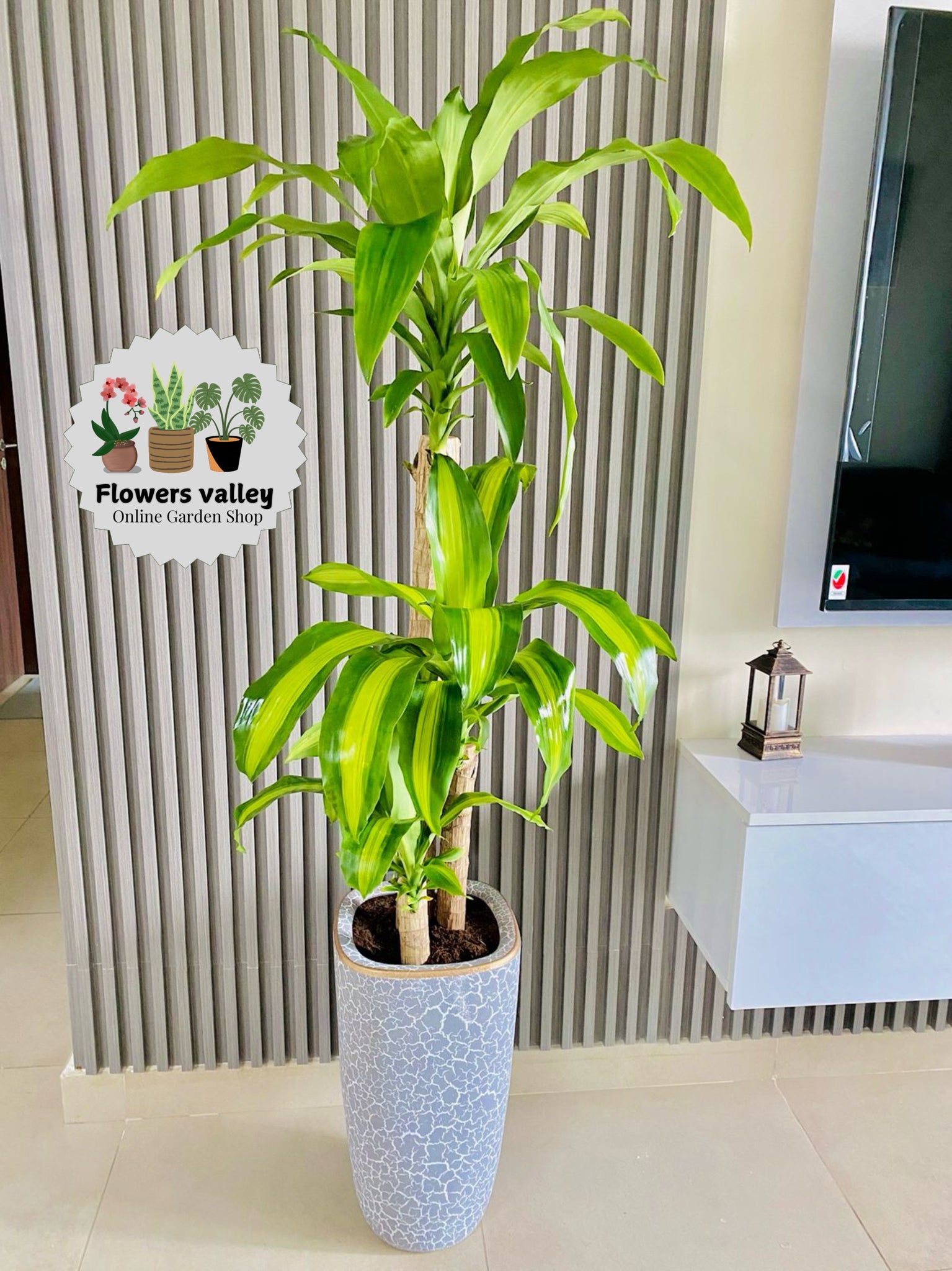 Dracaena Massangeana 1.3 meter above