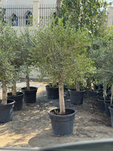 Olive plant