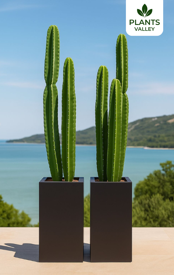 Cactus Trio (3PP) in Long Pot