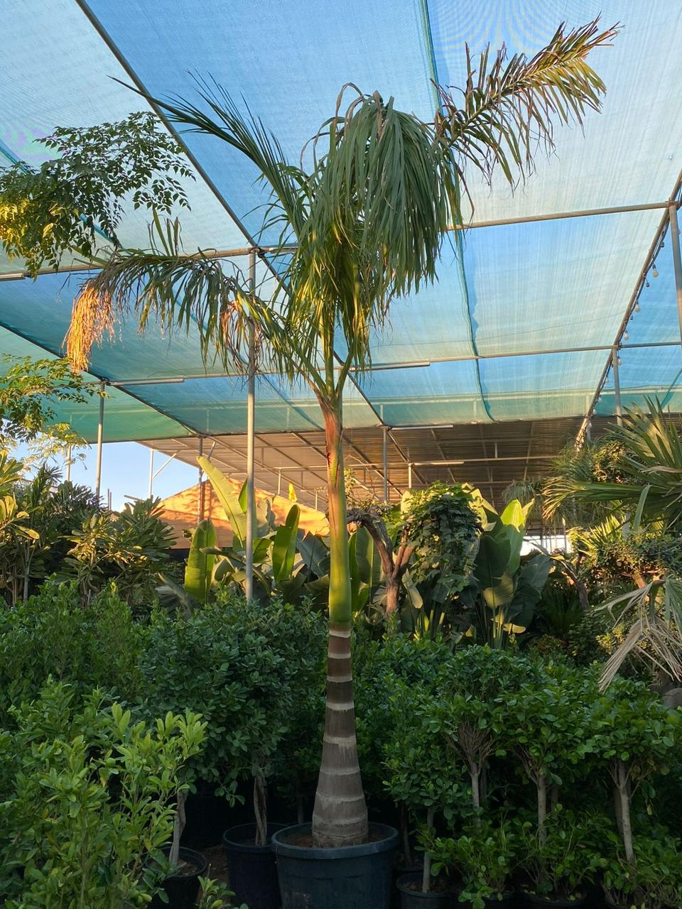 Potted palm tree under a blue tarp in an outdoor setting