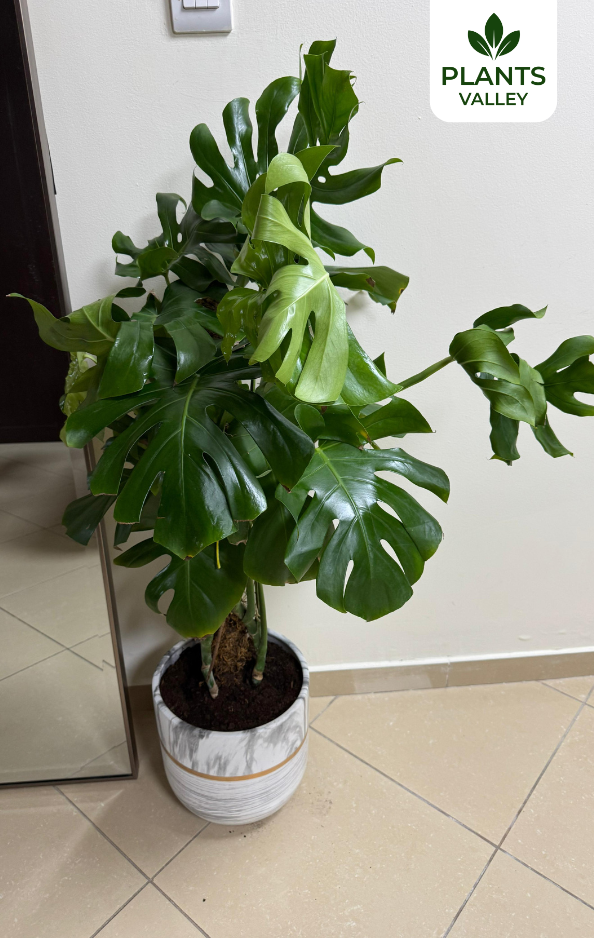Chinese Monstera with Pot