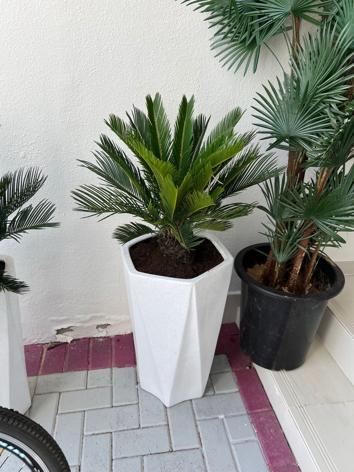 🌿Cycas Palm (Sago Palm) in Elegant White Planter – Premium Indoor & Outdoor Plant
