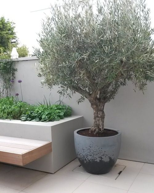 Giant olive with fiberclay pot