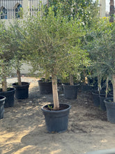 Olive plant