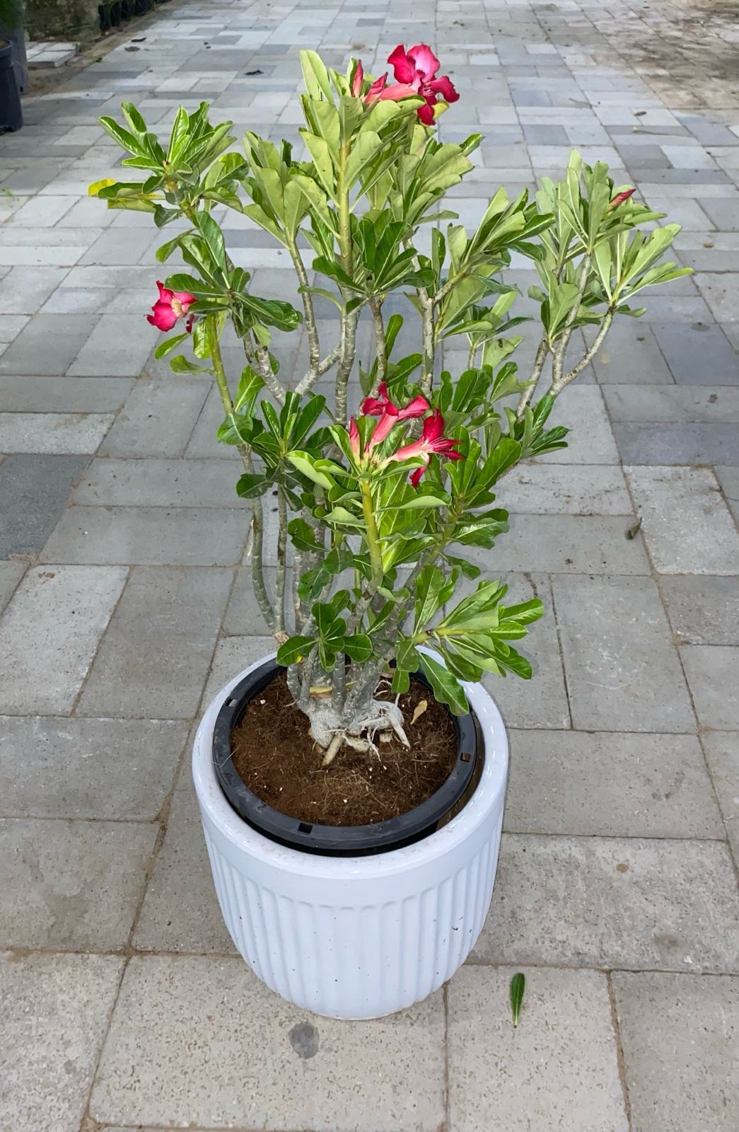 Potted plant with red flowers on a tiled pavement