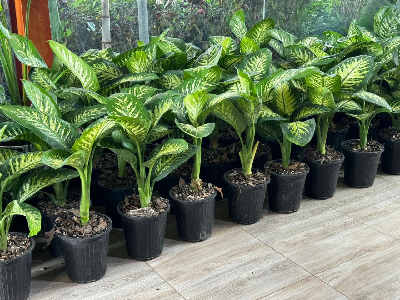  Dieffenbachia (Dumb Cane) – Lush Indoor & Balcony Statement Plant