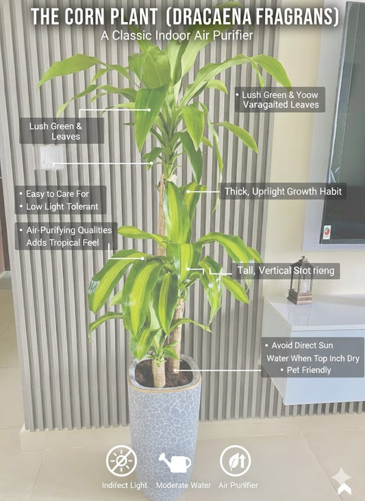 Corn plant (Dracaena fragrans) with features highlighted in an indoor setting