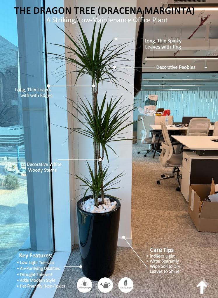 Dracaena_Marginata_Dragon_Tree
