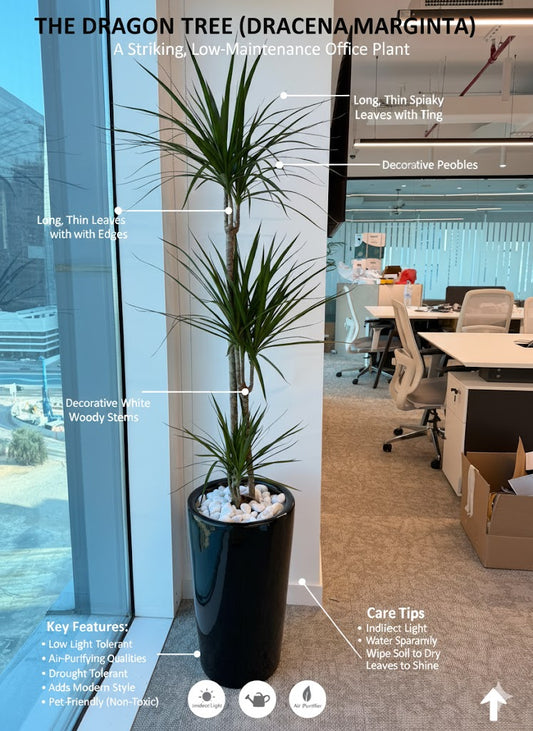 Dracaena_Marginata_Dragon_Tree