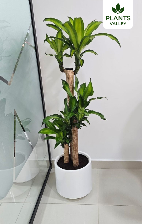 Dracaena 3PP with Fiberglass Pot