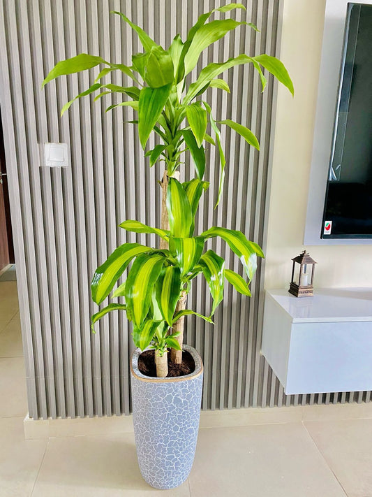 Potted plant in a room with a television and radiator in the background