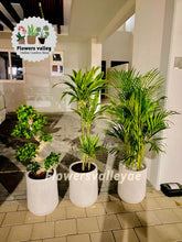 Bundle of 3 indoor plants with white ceramic pot