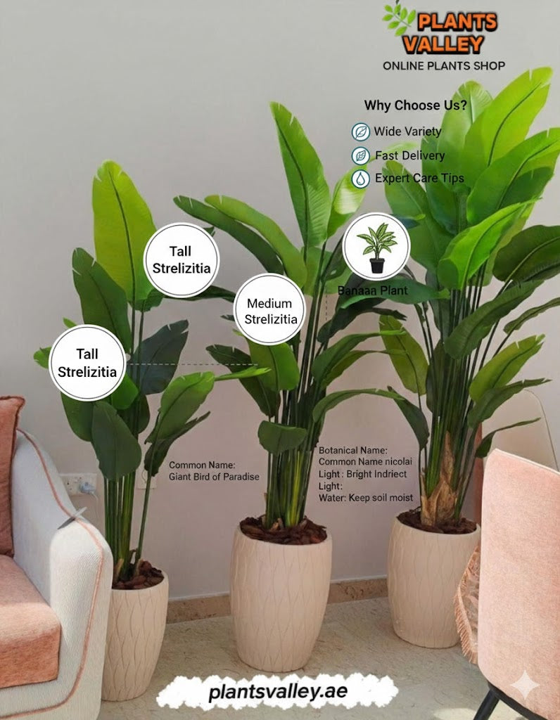 Three Strelitzia plants in pots with 'Plants Valley' branding and promotional text.