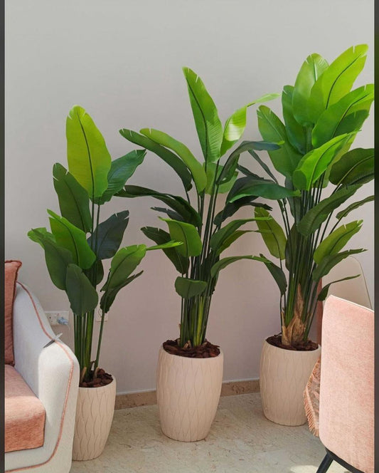 Three large green potted plants in a room with pink chairs.