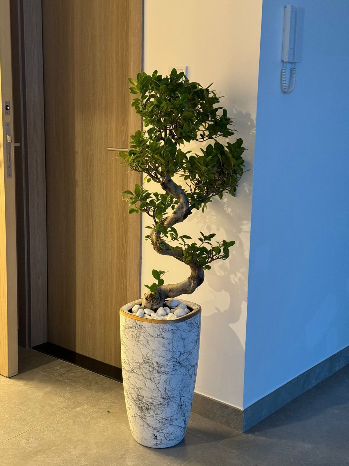 Potted bonsai tree in a decorative pot against a wall with a blue baseboard.