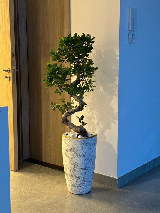 Potted plant in a decorative pot against a blue wall and wooden door.