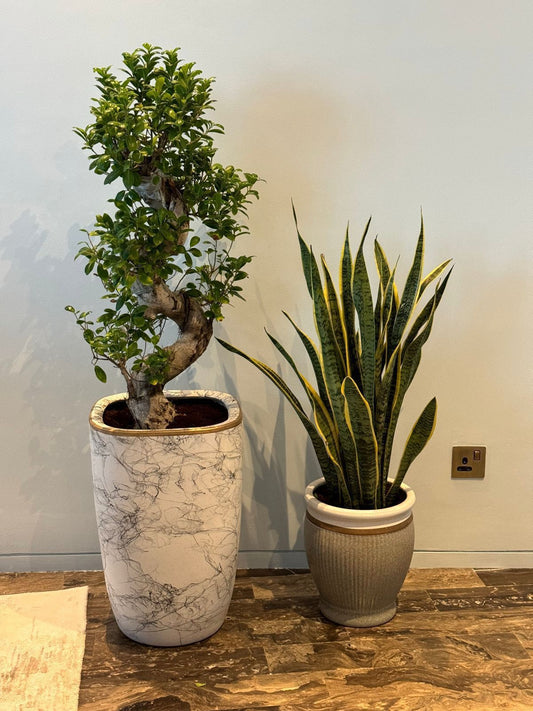 Two potted plants on a wooden floor against a plain wall.